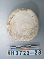 藏品(小型螺蓋製貝刮器)的圖片
